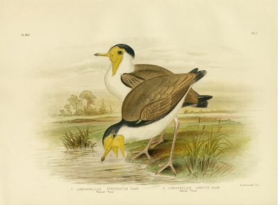 Wattled Plover, 1891 by Gracius Broinowski